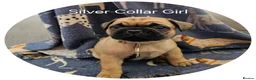 Frug dogs for sale: Fun-loving Frug pups seeking their forever family! - Advert 18