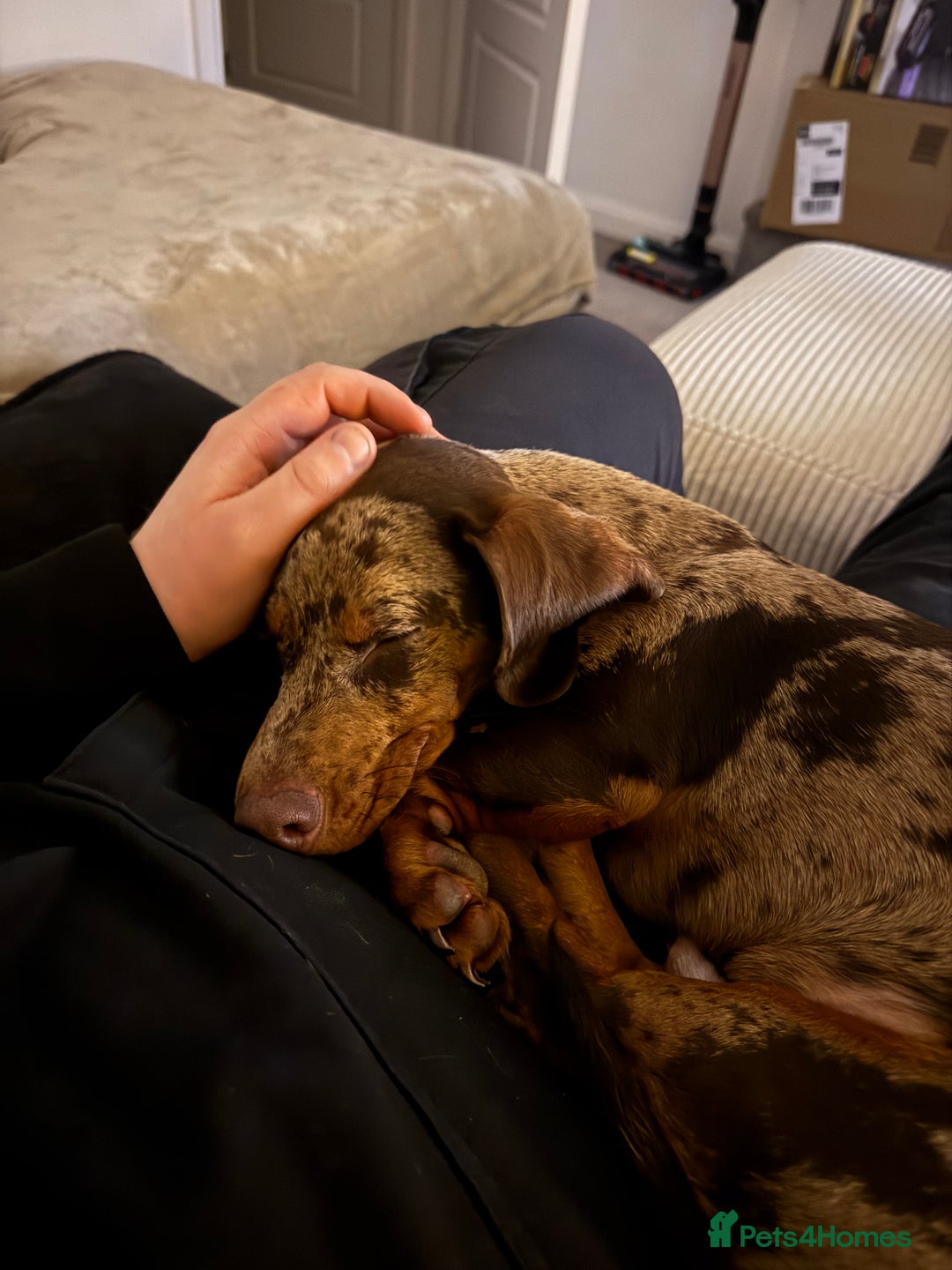 Dachshund dogs for sale: Dachshund puppy!  - Advert 4