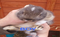 Mixed Breed rabbits for sale: Lovely mixed breed boy rabbit - Advert 1