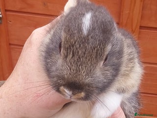 Mixed Breed rabbits for sale: Lovely mixed breed boy rabbit - Advert 1