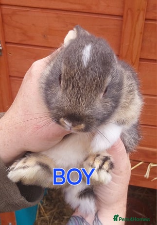 Mixed Breed rabbits Lovely mixed breed boy rabbit - Advert 3