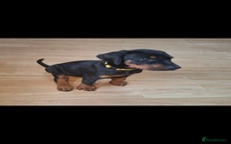 Dobermann dogs for sale: Beautiful Doberman puppies 3 boys 3 girls for sale - Image 16
