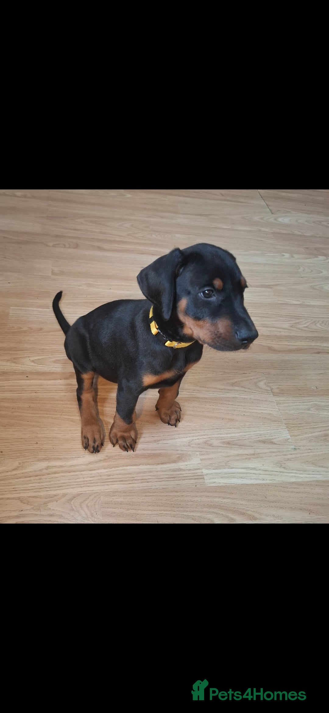Dobermann dogs for sale: Beautiful Doberman puppies 3 boys 3 girls for sale - Image 16