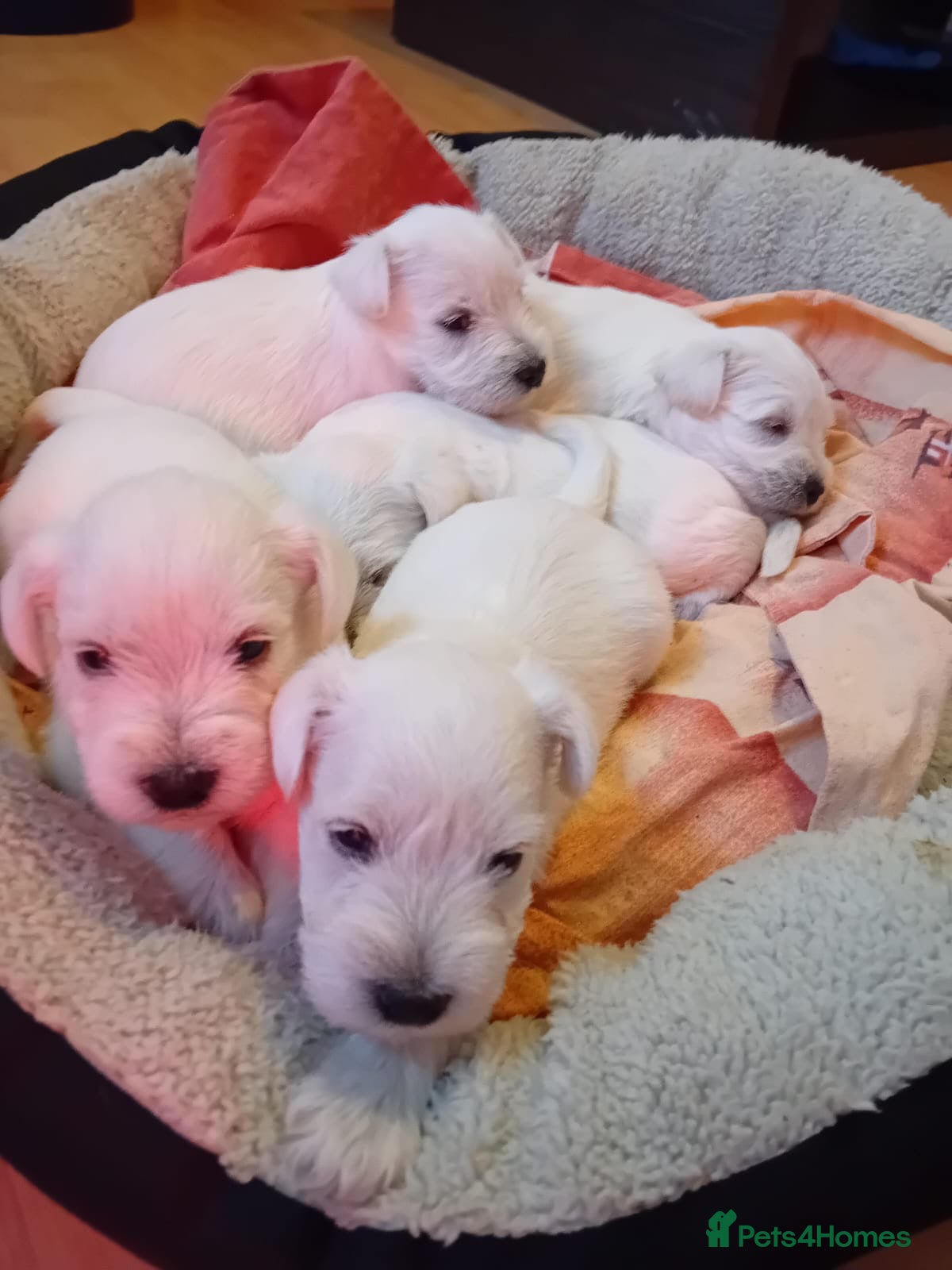 Miniature Schnauzer dogs 5 White Miniature Schnauzers  - Advert 1