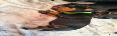 Rottweiler 3