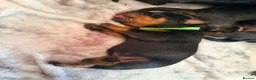 Rottweiler dogs for sale: KC Serbian Rottweilers champion winning bloodlines - Advert 6
