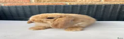 Mini Lop rabbits for sale: Pure bred mini lops  in Haverhill - Advert 11