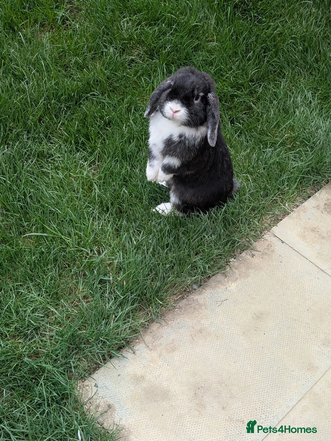 Mini Lop rabbits for sale: Mini lop ear rabbit - Advert 2