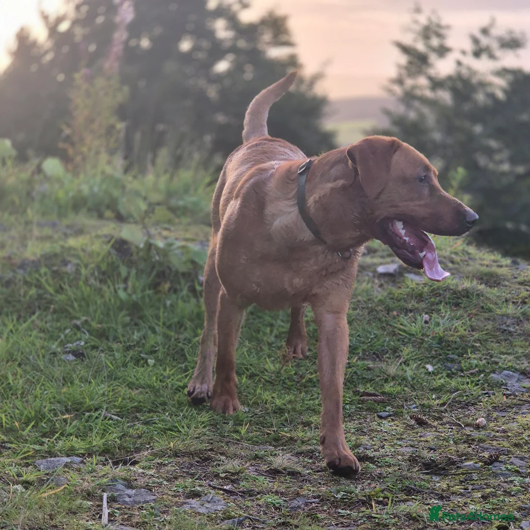 Labrador Retriever dogs for stud: Fully Health Tested Red Fox Lab Stud - Advert 13