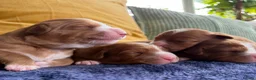 Nova Scotia Duck Tolling Retriever dogs for sale: Beautiful Toller puppies from champion bloodlines - Advert 9