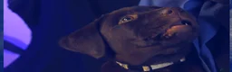 Labrador Retriever dogs for sale: Chocolate Labrador in Glasgow - Advert 23