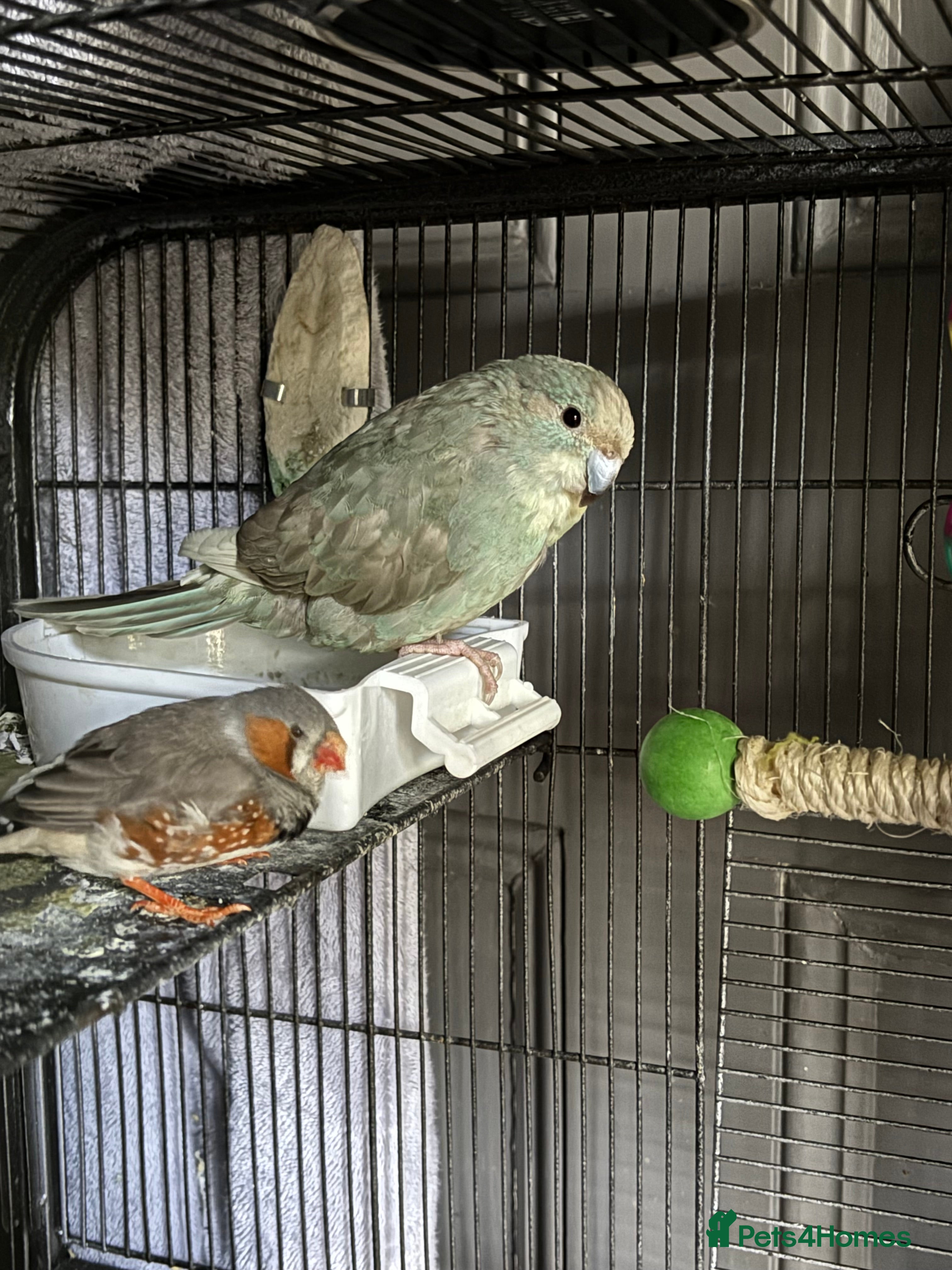 Parakeets birds Blue/Grey Kakariki - Advert 1