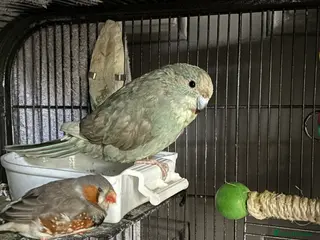 Parakeets birds Blue/Grey Kakariki - Advert 2