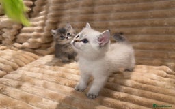 British Shorthair cats for sale: 3 lovely BS boys - Image 2