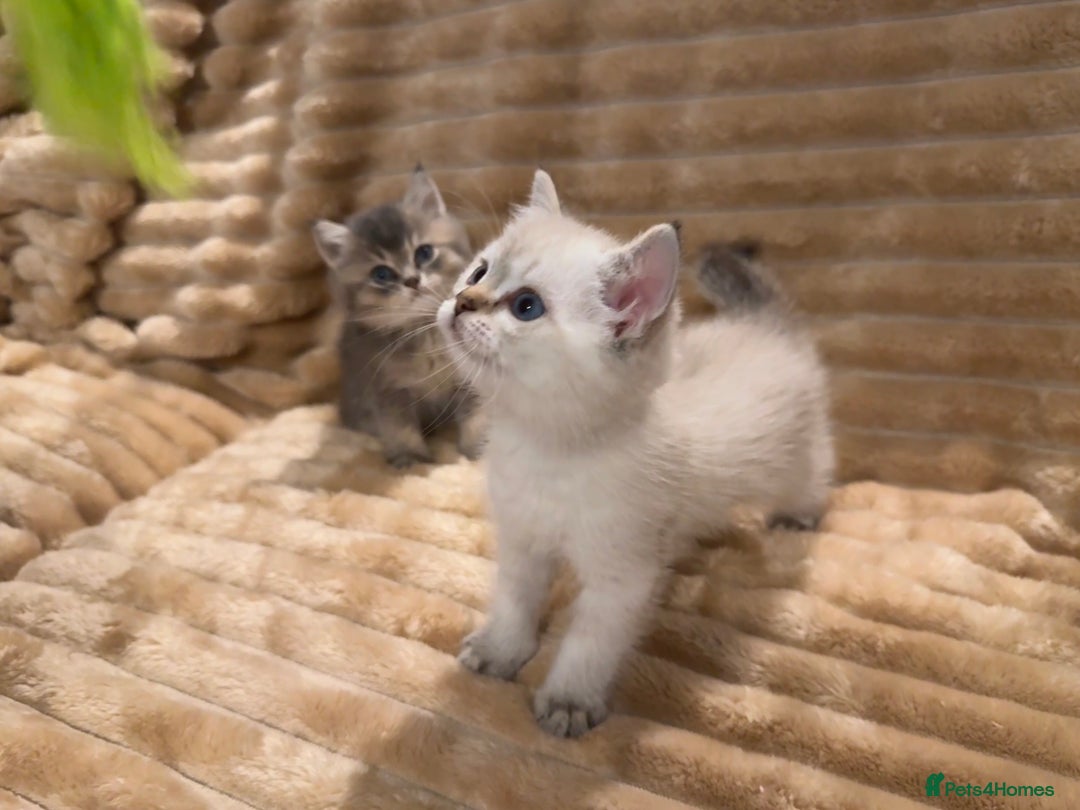 British Shorthair cats for sale: 3 lovely BS boys - Image 2