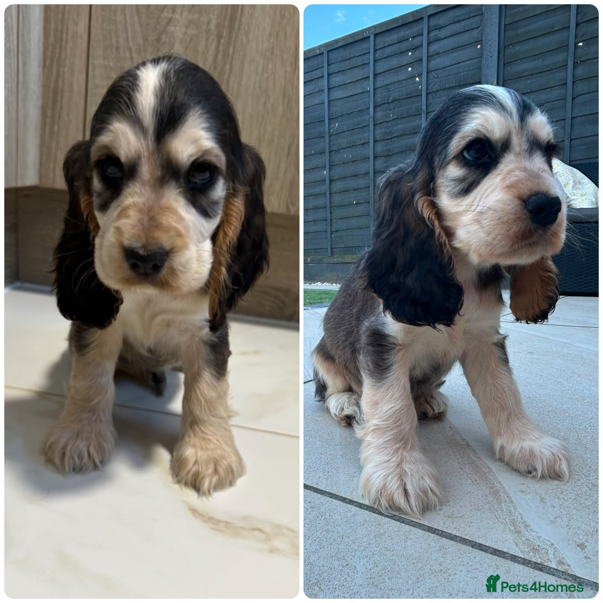Cocker Spaniel dogs 🐾BEAUTIFUL KC REGISTERED SHOW COCKERS🐾 - Advert 2