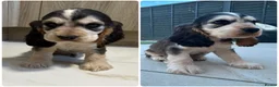 Cocker Spaniel dogs for sale: 🐾STUNNING KC REGISTERED SHOW COCKERS🐾 - Advert 2
