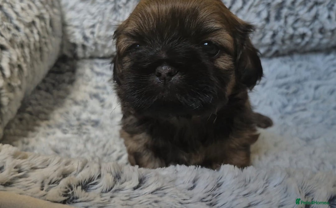 Shih Tzu dogs for sale: Imperial Shih Tzu- 1 beautiful girl❤️  - Advert 31