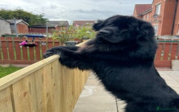 Newfoundland dogs for sale: Male Newfoundland  - Image 1