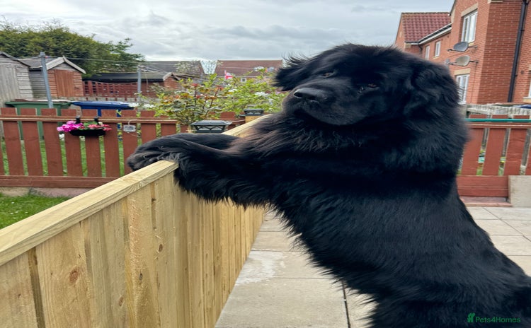 Newfoundland dogs - Advert 1