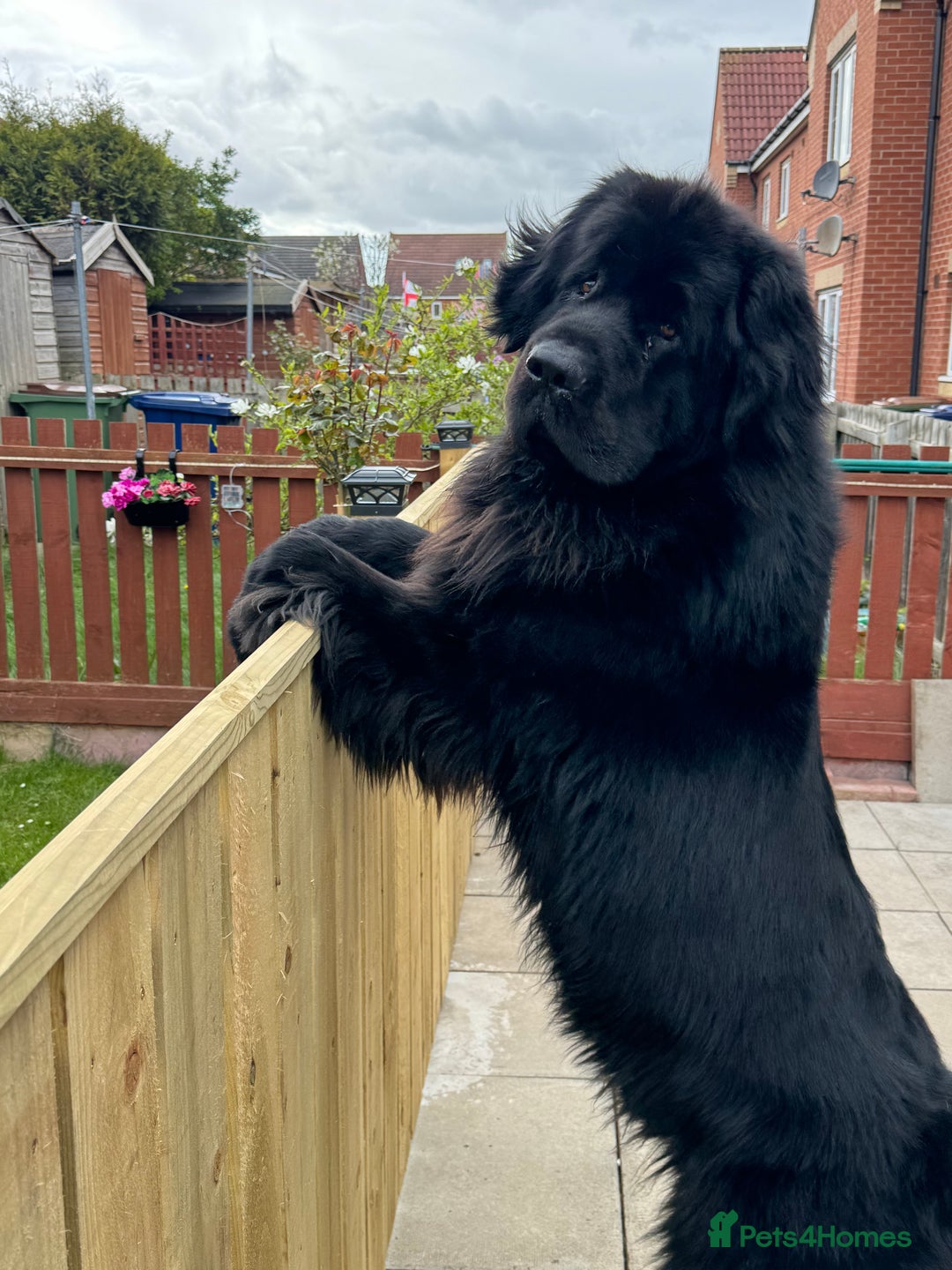 Newfoundland dogs for sale: Male Newfoundland  - Image 1