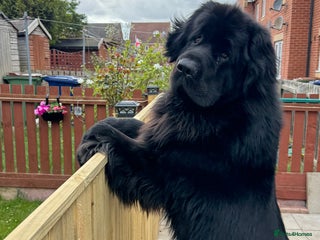 Newfoundland dogs for sale - Advert 1