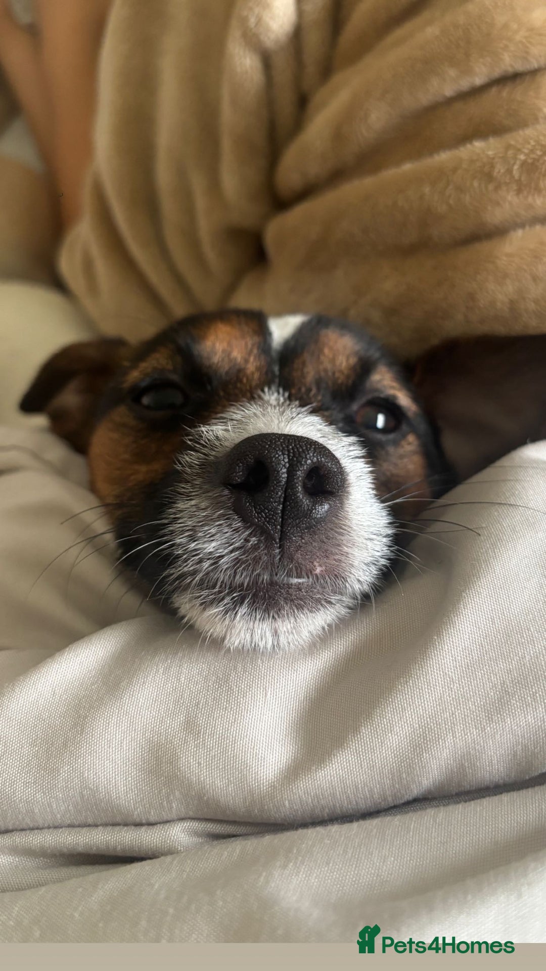 Mixed Breed dogs for sale: Patterjack dog rehome  - Advert 3