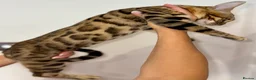 Bengal cats for sale: Top quality pure breed Bengal boy available now in Watford - Advert 8
