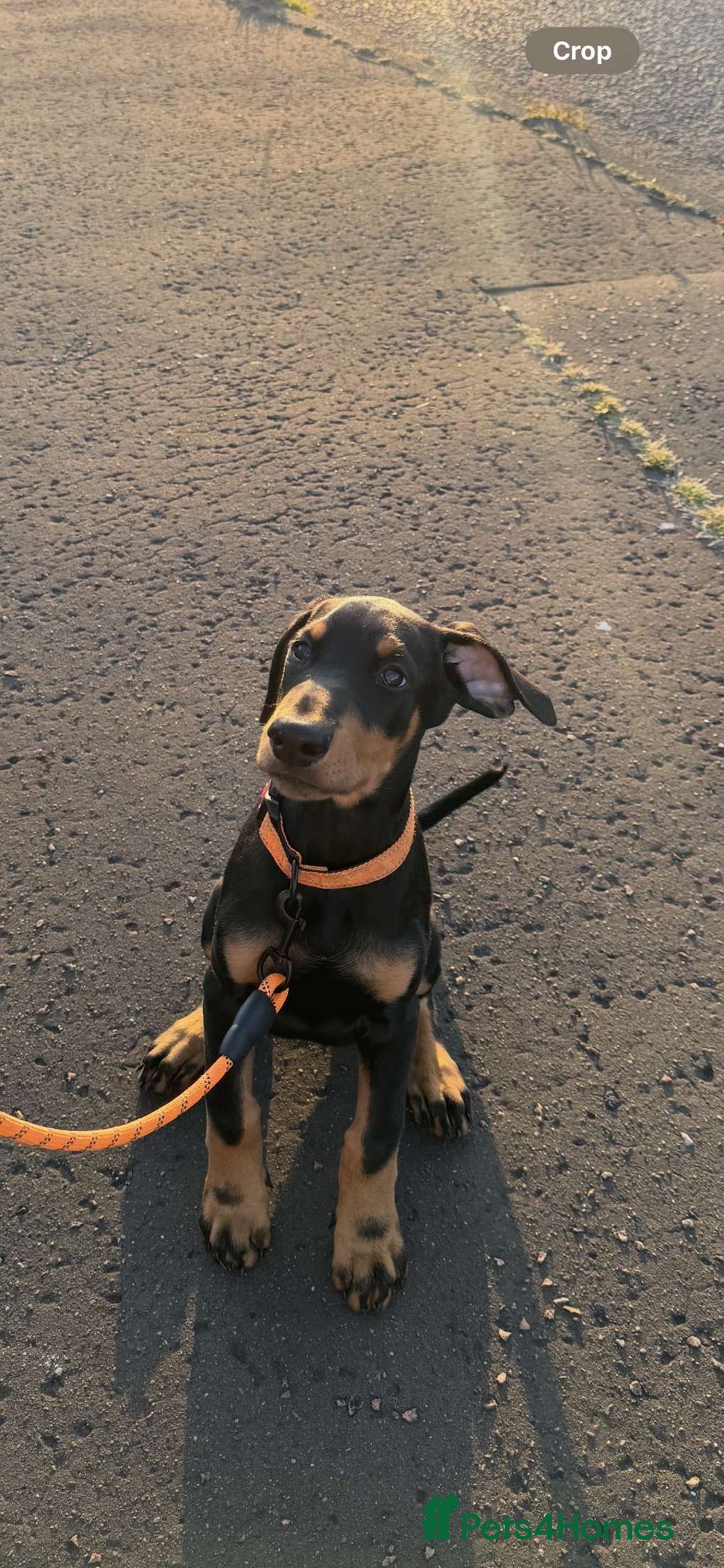Dobermann dogs for sale: 13 week old Doberman - Image 9
