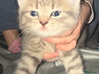 British Shorthair cats Kittens - Advert 14