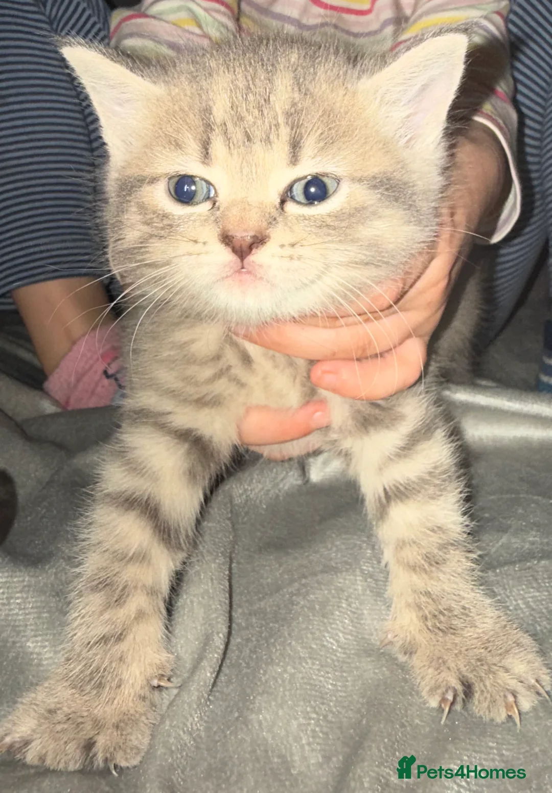 British Shorthair cats for sale: Kittens  - Advert 1