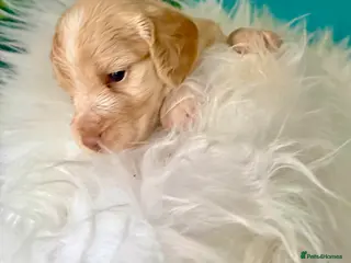 Cockapoo dogs JUST 1 REMAINING BOY- RARE CREAM AND TAN COCKAPOO - Advert 2