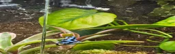 Frog reptiles for sale: Blue/black auratus x9 - Advert 3