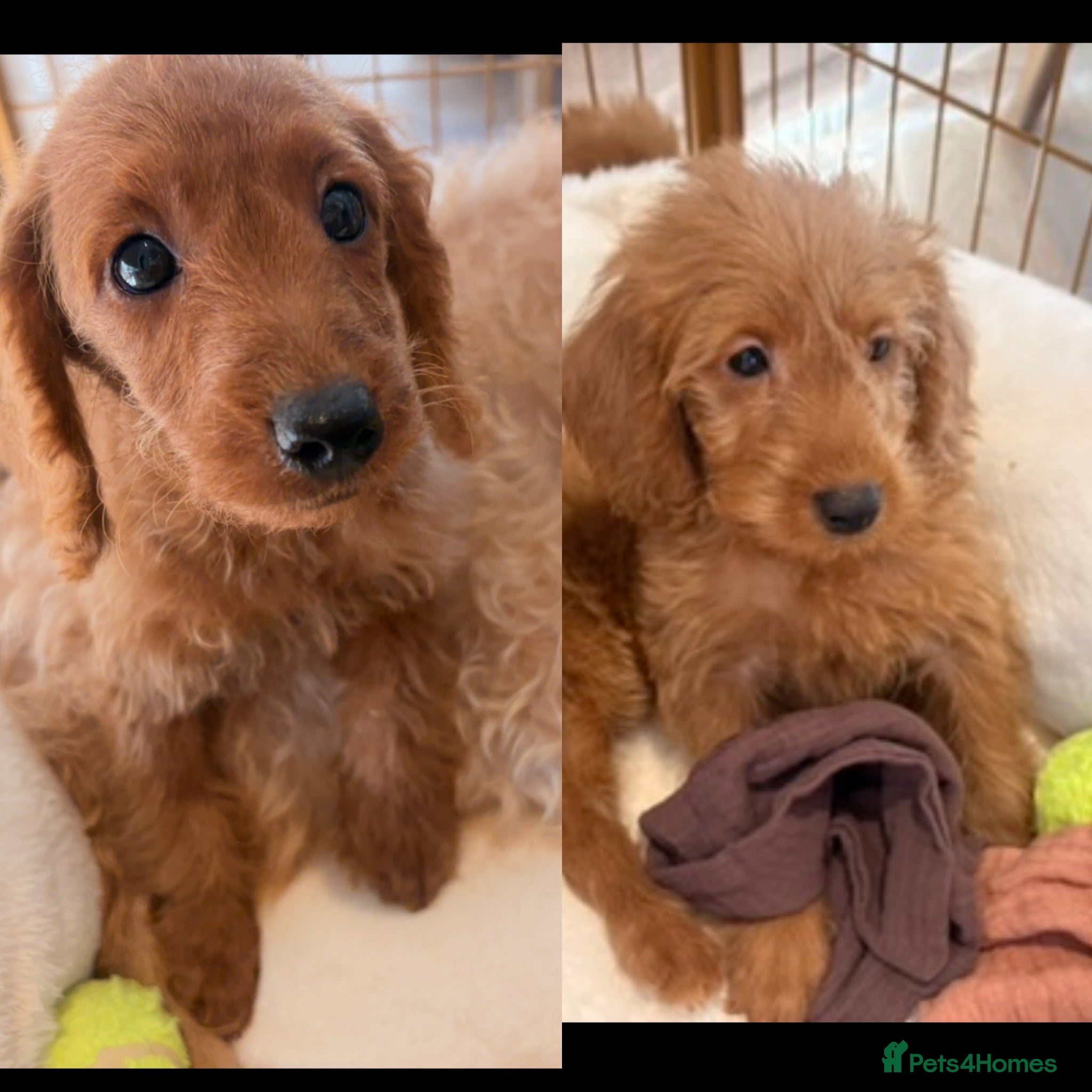 Labradoodle dogs LICENSED BREEDER HEALTH TESTED MINI LABRADOODLES - Advert 2