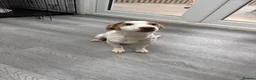 Jack Russell dogs for sale: Female jack russel for sale - Advert 1