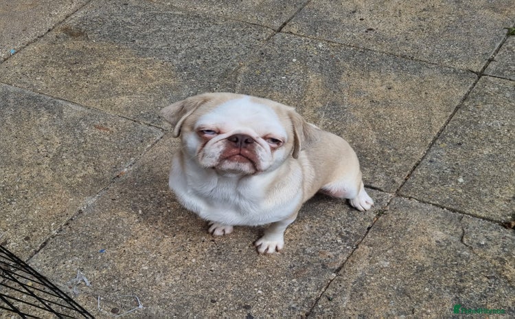 Pug dogs - Advert 1