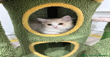 Munchkin cats - Advert 14