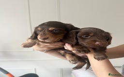 Miniature Dachshund dogs for sale: Exceptional quality long haired mini dachshunds - Image 20