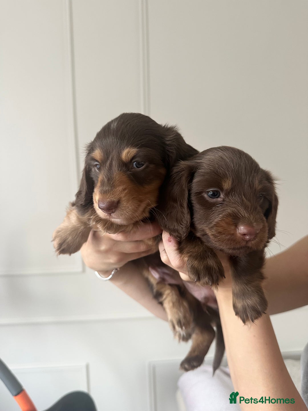 Miniature Dachshund dogs for sale: Exceptional quality long haired mini dachshunds - Image 20
