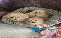 Maltipoo dogs for sale: 2 tiny maltipoo girls left DNA Tested - Image 6