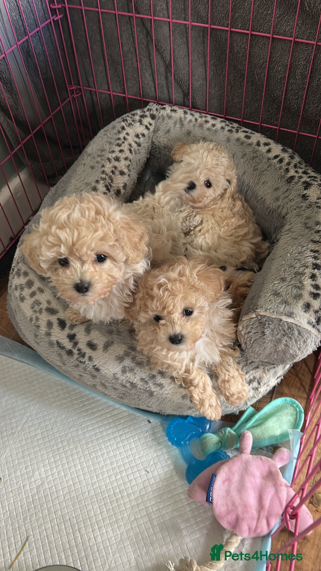 Maltipoo dogs for sale: 2 tiny maltipoo girls left DNA Tested - Image 6