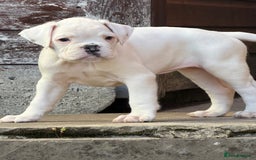 Boxer dogs for sale: Quality Boxer Puppies - Image 18