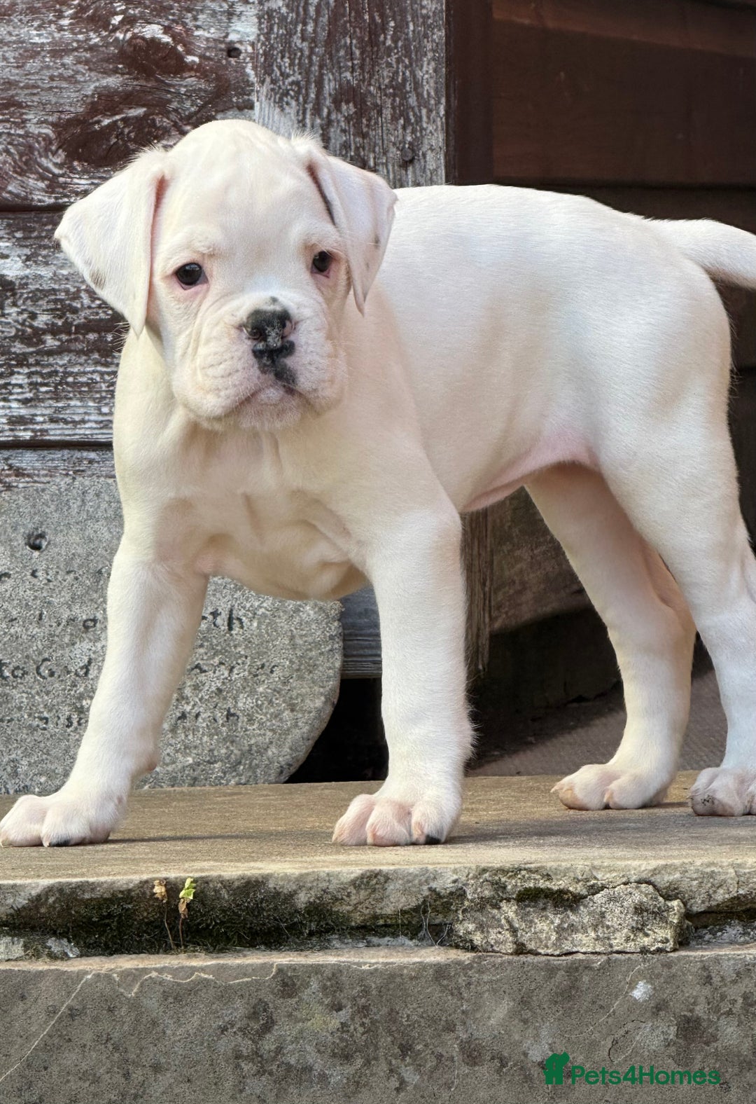 Boxer dogs for sale: Quality Boxer Puppies - Image 18