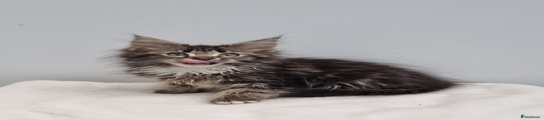 Maine Coon Kitten 3