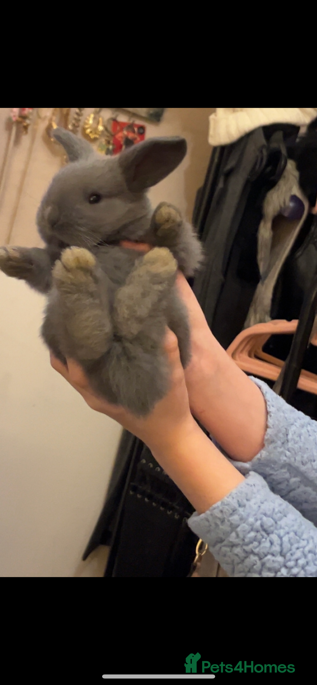 French Lop rabbits for sale: Giant French lop rabbits  - Image 17