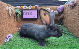 Continental Giant rabbits for sale: Pure Continental Giant Vaccinated  - Image 22