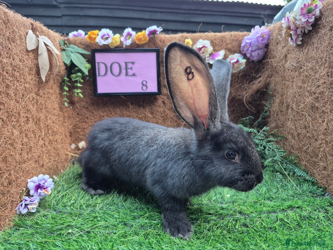 Continental Giant rabbits for sale: Pure Continental Giant Vaccinated  - Image 22