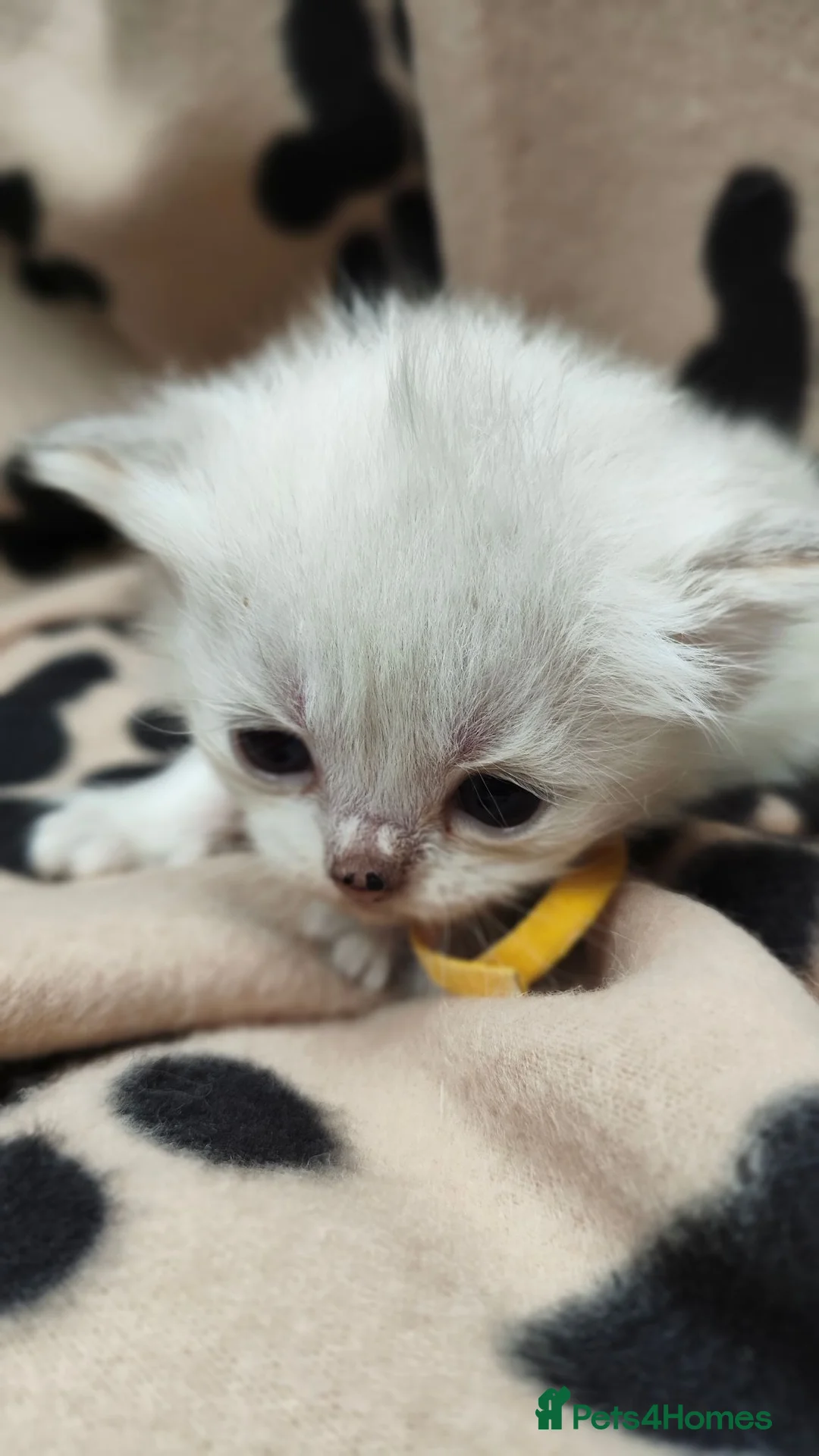 British Longhair cats for sale: TIKA -Beautiful British kittens female long hair  - Advert 1