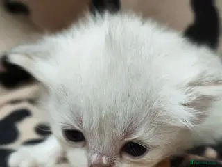 British Longhair cats Beautiful kittens female long hair - Advert 1