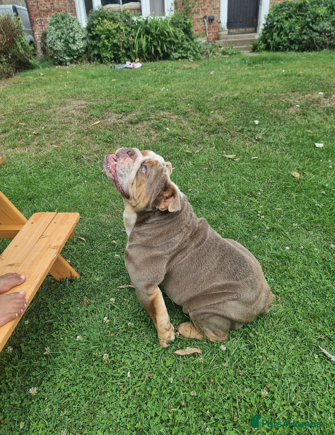 English Bulldog dogs for sale: Lilac and Tan English bulldog  - Image 6
